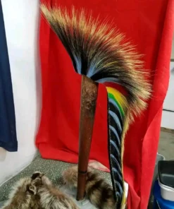 porcupine roach