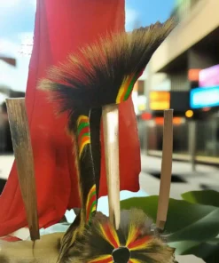 porcupine roach